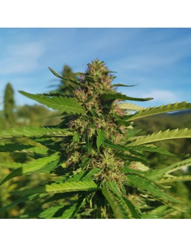 Super Skunk CBD – Fleur de CBD BIO premium française | DocVapo