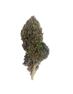 Pink Panties CBD Outdoor Bio – Fleur premium cultivée en France | DocVapo