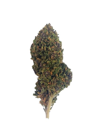 Pink Panties CBD Outdoor Bio – Fleur premium cultivée en France | DocVapo