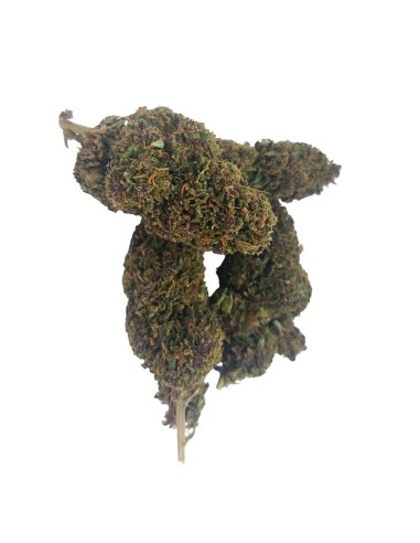 Pink Panties CBD Outdoor Bio – Fleur premium cultivée en France | DocVapo