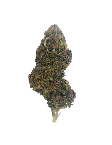 Pink Panties CBD Outdoor Bio – Fleur premium cultivée en France | DocVapo