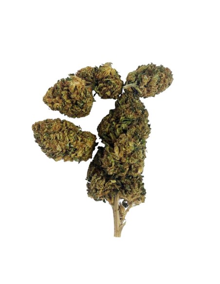 Tangie CBD Greenhouse – Fleur premium cultivée sous serre en France | DocVapo