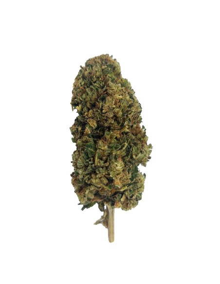 Tangie CBD Greenhouse – Fleur premium cultivée sous serre en France | DocVapo