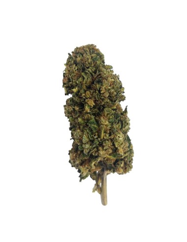 Tangie CBD Greenhouse – Fleur premium cultivée sous serre en France | DocVapo