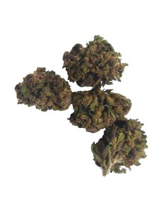 Purple Kush CBD Small Bud – Fleurs Outdoor Bio Françaises | DocVapo 2