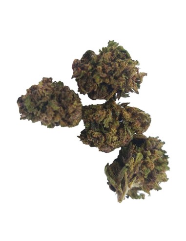 Purple Kush CBD Small Bud – Fleurs Outdoor Bio Françaises | DocVapo