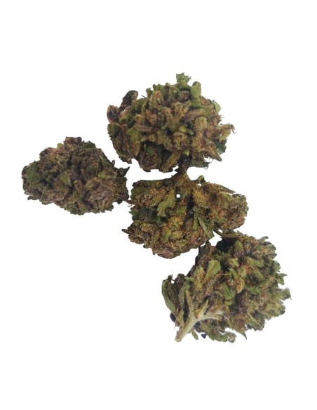 Purple Kush CBD Small Bud – Fleurs Outdoor Bio Françaises | DocVapo