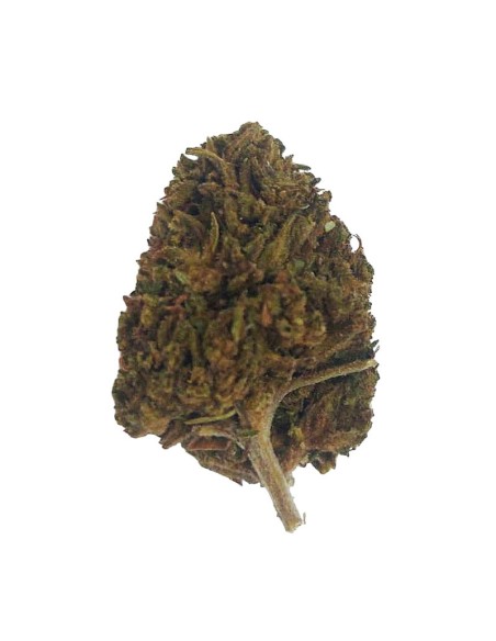 Tropical Mango CBD Outdoor – Fleur CBD bio cultivée en France | DocVapo