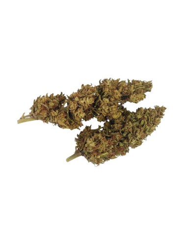 Mad Dog CBG – Fleur CBG Outdoor bio cultivée en permaculture | DocVapo