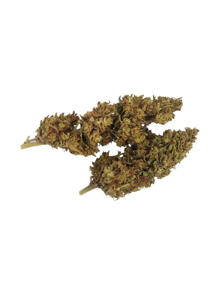 Mad Dog CBG – Fleur CBG Outdoor bio cultivée en permaculture | DocVapo