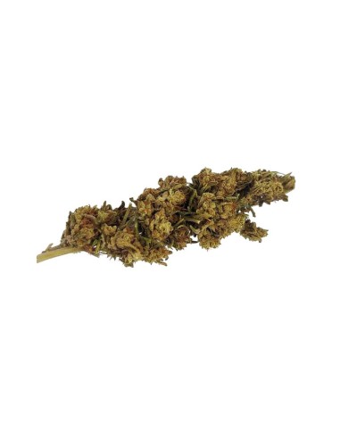 Mad Dog CBG – Fleur CBG Outdoor bio cultivée en permaculture | DocVapo