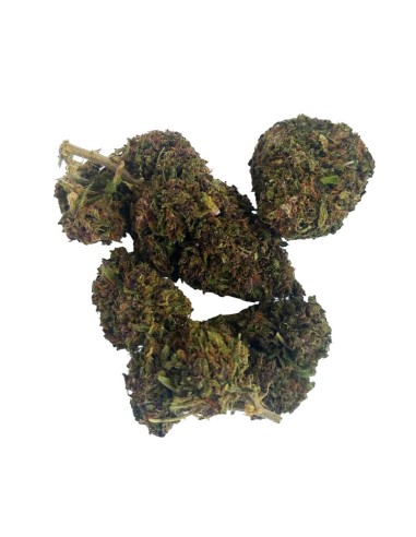 Purple Haze CBD Greenhouse – Fleur premium cultivée sous serre en France | DocVapo