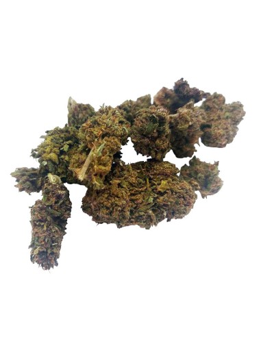 Purple Kush CBD Outdoor – Fleur CBD Bio en Permaculture France | DocVapo