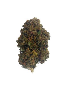 Purple Kush CBD Outdoor – Fleur CBD Bio en Permaculture France | DocVapo