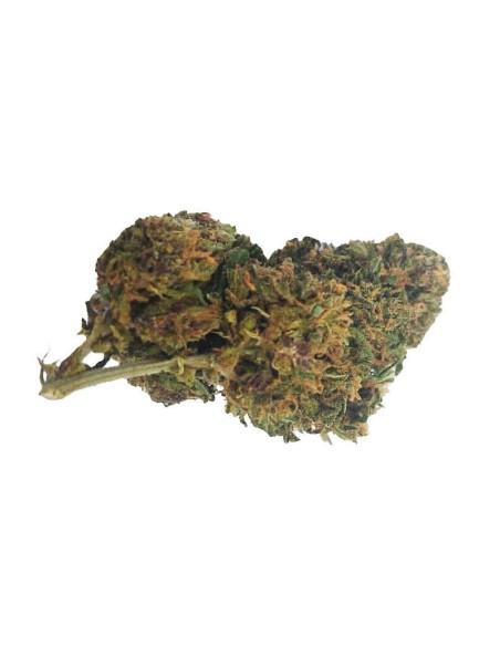 Deep Purple CBD Greenhouse – Fleur CBD cultivée sous serre en France