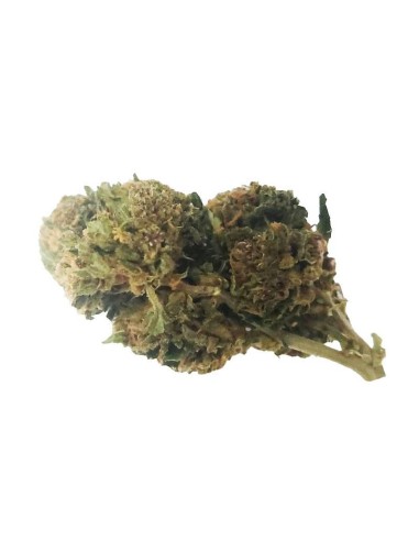 Deep Purple CBD Greenhouse – Fleur CBD cultivée sous serre en France