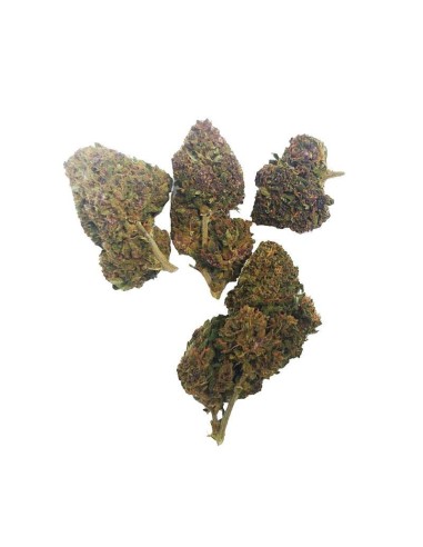 Deep Purple CBD Greenhouse – Fleur CBD cultivée sous serre en France