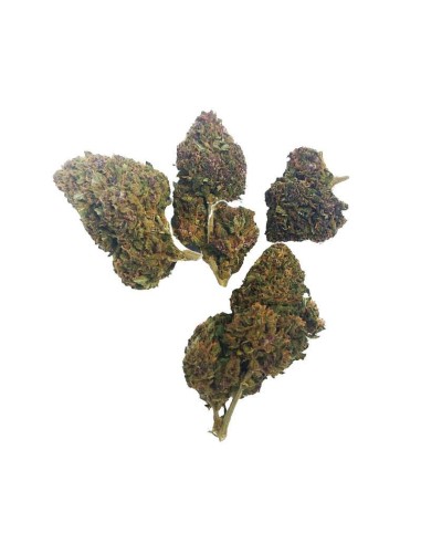 Deep Purple CBD Greenhouse – Fleur CBD cultivée sous serre en France