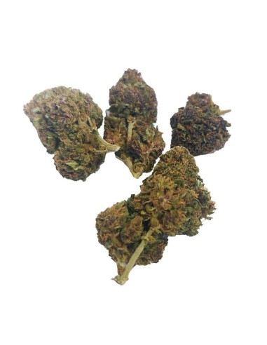 Deep Purple CBD Greenhouse – Fleur CBD cultivée sous serre en France