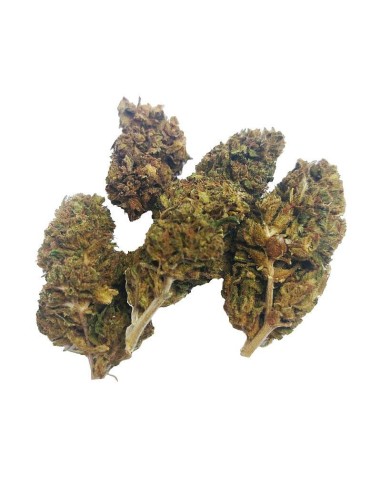 Cheese CBD Outdoor – Fleur CBD française cultivée en permaculture | DocVapo