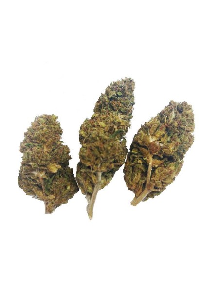 Cheese CBD Outdoor – Fleur CBD française cultivée en permaculture | DocVapo