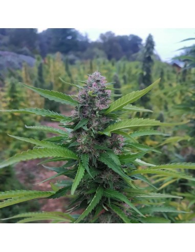 Super Skunk CBD – Fleur de CBD BIO premium française | DocVapo