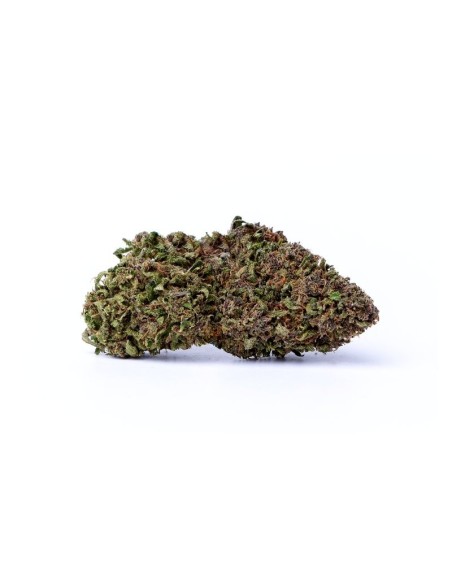 blue dream chanvre premium, cultivée en France selon les normes bio