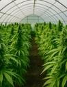 Fleurs greenhouse