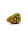 Small Bud